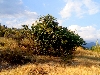 parzell blagoevgrad-region gr.sandanski